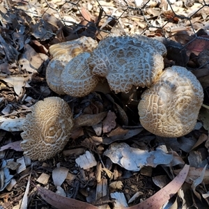 Agrocybe praecox group at Murrumbateman, NSW - 10 Oct 2024