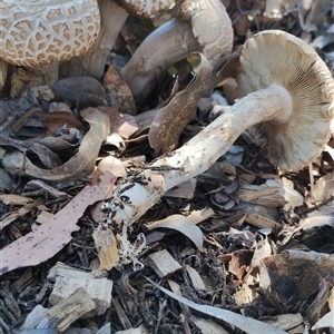 Agrocybe praecox group at Murrumbateman, NSW - 10 Oct 2024