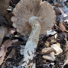 Agrocybe praecox group at Murrumbateman, NSW - 10 Oct 2024