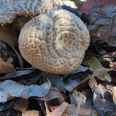 Agrocybe praecox group at Murrumbateman, NSW - 10 Oct 2024