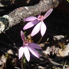 Caladenia carnea at Cowra, NSW - 3 Oct 2024 by RobG1