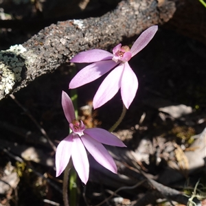 Caladenia carnea at Cowra, NSW - suppressed