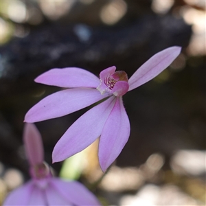 Caladenia carnea at Cowra, NSW - suppressed