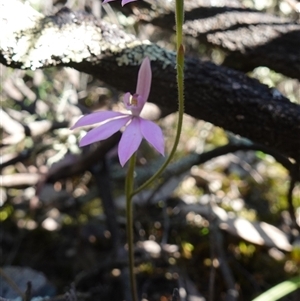 Caladenia carnea at Cowra, NSW - suppressed