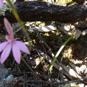 Caladenia carnea at Cowra, NSW - suppressed