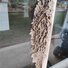 Apocrita (suborder) Nest (Unidentified wasp nest) at Murrumbateman, NSW - 12 Oct 2024 by Teresa