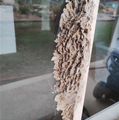 Apocrita (suborder) Nest (Unidentified wasp nest) at Murrumbateman, NSW - 12 Oct 2024 by Teresa