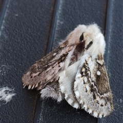 Porela delineata (Lined Porela) at Murrumbateman, NSW - 12 Oct 2024 by Teresa