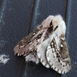 Porela delineata at Murrumbateman, NSW - 12 Oct 2024