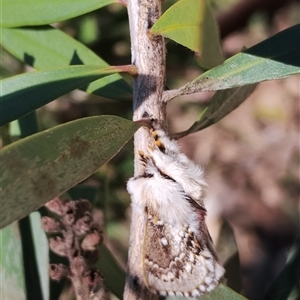 Porela delineata at Murrumbateman, NSW - 12 Oct 2024