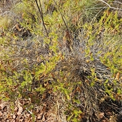 Unidentified Pea at Hart, NT - 12 Oct 2024 by atticus