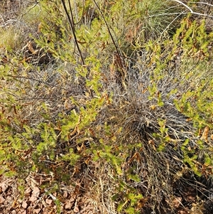 Acacia spondylophylla at Hart, NT - 13 Oct 2024 09:08 AM