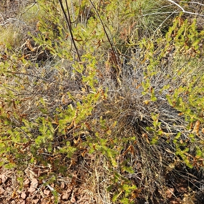 Acacia spondylophylla (Curry Wattle, Spine-leaf Wattle) at Hart, NT - 13 Oct 2024 by atticus