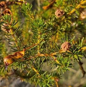 Acacia spondylophylla at Hart, NT - 13 Oct 2024 09:08 AM