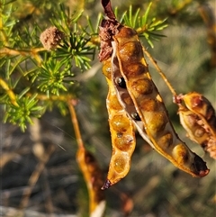 Acacia spondylophylla at Hart, NT - 13 Oct 2024 09:08 AM