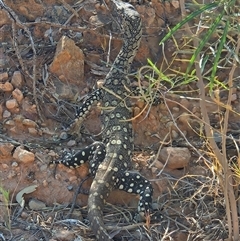 Varanus giganteus (Perentie) at Hart, NT - 13 Oct 2024 by atticus