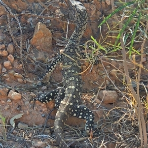 Varanus giganteus at Hart, NT - 13 Oct 2024