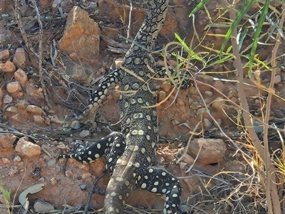 Varanus giganteus (Perentie) at Hart, NT - 12 Oct 2024 by atticus