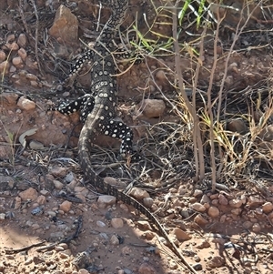 Varanus giganteus at Hart, NT - 13 Oct 2024 10:26 AM