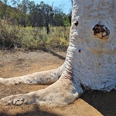 Corymbia aparrerinja at Hart, NT - 13 Oct 2024 by atticus