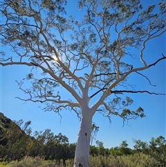 Corymbia aparrerinja at Hart, NT - 13 Oct 2024 11:14 AM