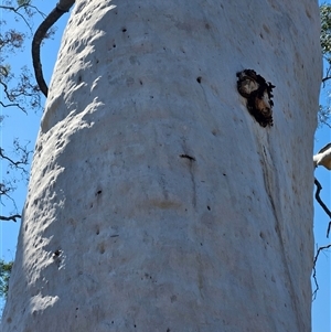 Corymbia aparrerinja at Hart, NT - 13 Oct 2024 11:14 AM