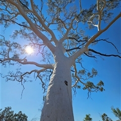 Corymbia aparrerinja at Hart, NT - 13 Oct 2024 11:14 AM