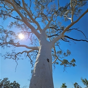 Corymbia aparrerinja at Hart, NT - 13 Oct 2024