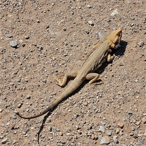 Pogona vitticeps at Hart, NT - 13 Oct 2024