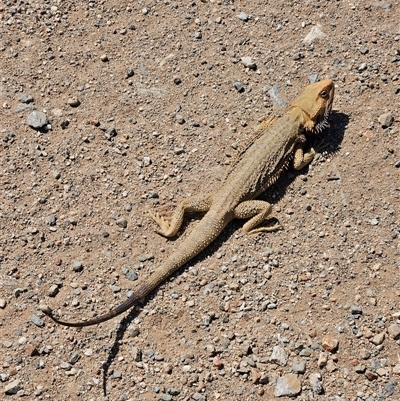 Pogona vitticeps at Hart, NT - 13 Oct 2024 by atticus