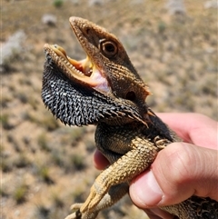 Pogona vitticeps at Hart, NT - 13 Oct 2024 11:47 AM