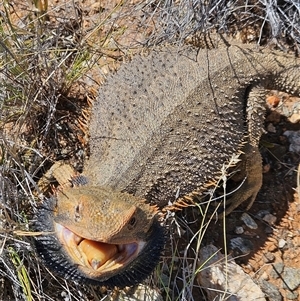 Pogona vitticeps at Hart, NT - 13 Oct 2024