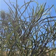 Hakea lorea (Bootlace Oak, Corkwood) at Hart, NT - 13 Oct 2024 by atticus