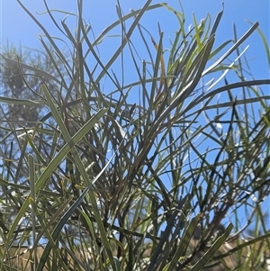 Unidentified Plant at Hart, NT by atticus