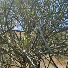 Hakea lorea at Hart, NT - 13 Oct 2024 04:22 PM