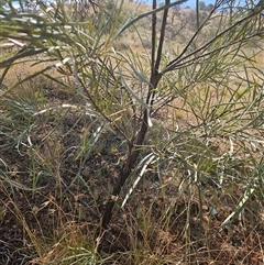 Hakea lorea at Hart, NT - 13 Oct 2024 04:22 PM