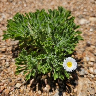 Ixiochlamys cuneifolia (Silverton Daisy) at Hale, NT - 13 Oct 2024 by atticus