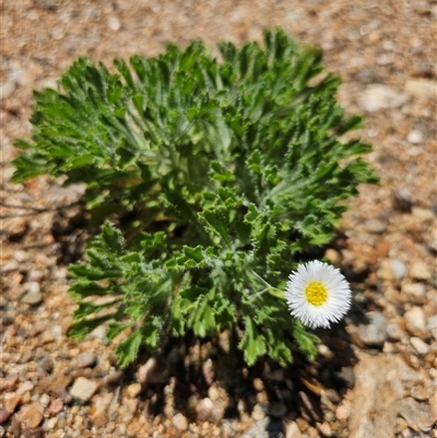 Unidentified Daisy at Hale, NT - 13 Oct 2024 by atticus