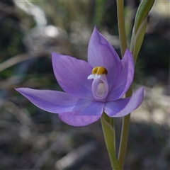 Cyanicula caerulea at Cowra, NSW - 3 Oct 2024 by RobG1