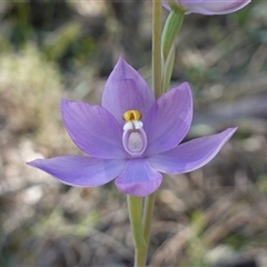 Thelymitra nuda at Cowra, NSW - suppressed