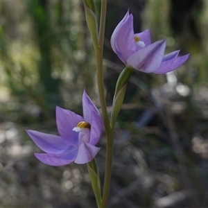 Thelymitra nuda at Cowra, NSW - suppressed