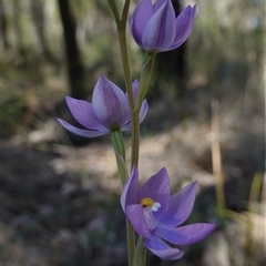 Thelymitra nuda at Cowra, NSW - suppressed