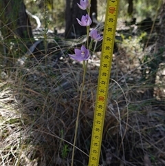 Thelymitra nuda at Cowra, NSW - suppressed