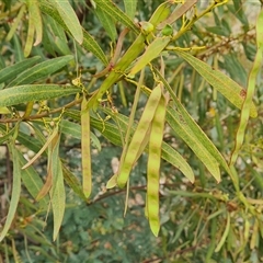 Acacia rubida (Red-stemmed Wattle, Red-leaved Wattle) at Isaacs, ACT - 15 Oct 2024 by Mike