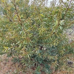 Acacia rubida at Isaacs, ACT - 15 Oct 2024