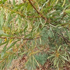 Acacia rubida at Isaacs, ACT - 15 Oct 2024