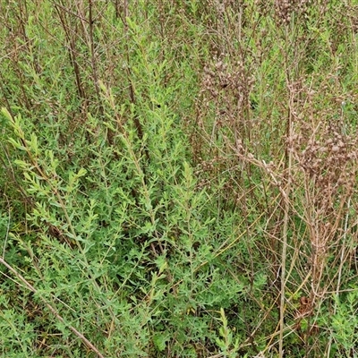 Hypericum perforatum (St John's Wort) at Isaacs, ACT - 15 Oct 2024 by Mike