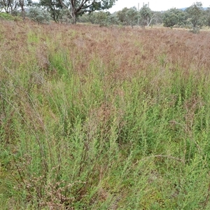 Hypericum perforatum at Isaacs, ACT - 15 Oct 2024 12:35 PM