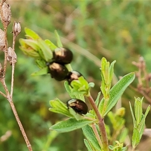 Chrysolina quadrigemina (Greater St Johns Wort beetle) at Isaacs, ACT by Mike