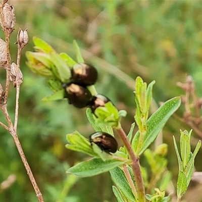 Chrysolina quadrigemina (Greater St Johns Wort beetle) at Isaacs, ACT - 15 Oct 2024 by Mike